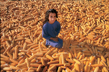 Bambina in mezzo alle pannocchie, India